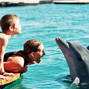 Delfine mit Kindern