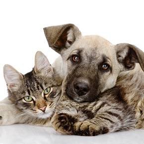 Haben dank Logocos keine Tierversuche zu fürchten: Katze und Hund