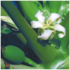 love-remedies-und-energetische-reinigung02