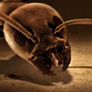Szenenbild aus »Krieg der Ameisen«